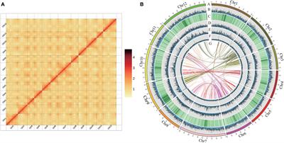 A chromosome-scale genome assembly of Castanopsis hystrix provides new insights into the evolution and adaptation of Fagaceae species
